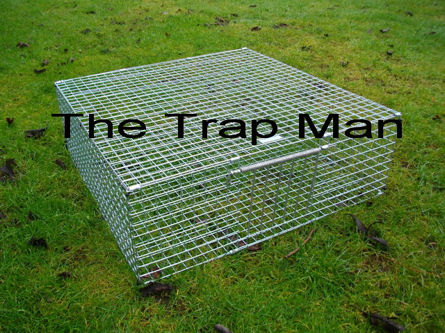 pigeon trap