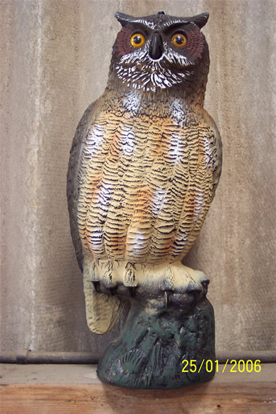 owl-decoy